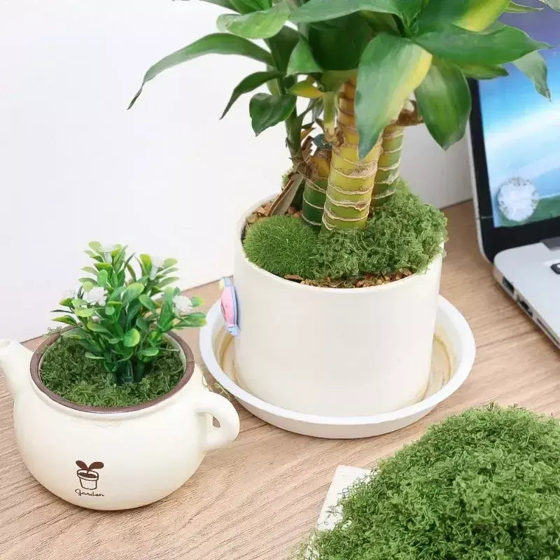 30/100g plantas verdes artificiais vida eterna musgo gramado mini paisagismo casa jardim decoração da sala grama falsa diy artesanato presentes