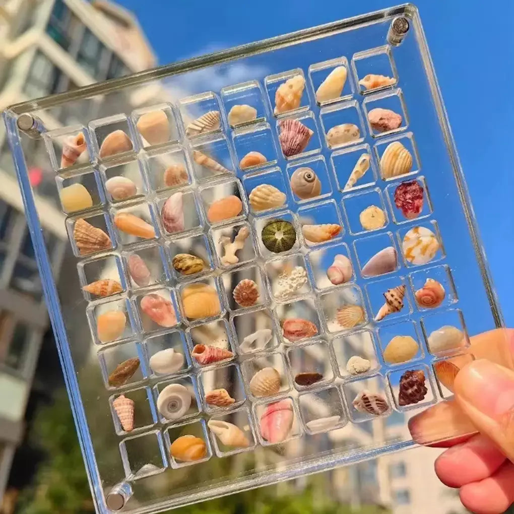 Caixa de exibição acrílica Seashell, concha magnética, organizadores claros Starfish Trinket, caixa de armazenamento Mini Seashell, 36, 64, 100 grades