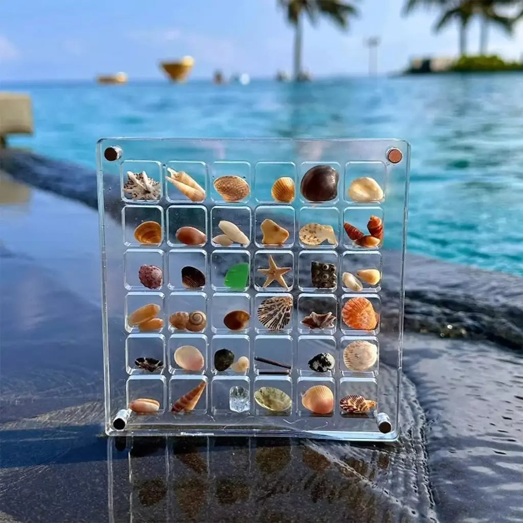 Caixa de exibição acrílica Seashell, concha magnética, organizadores claros Starfish Trinket, caixa de armazenamento Mini Seashell, 36, 64, 100 grades