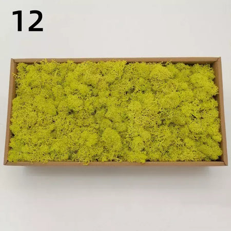 Novo 50/30/10g plantas verdes artificiais vida eterna musgo grama casa decoração do jardim mini paisagem flor falsa diy artesanato presentes