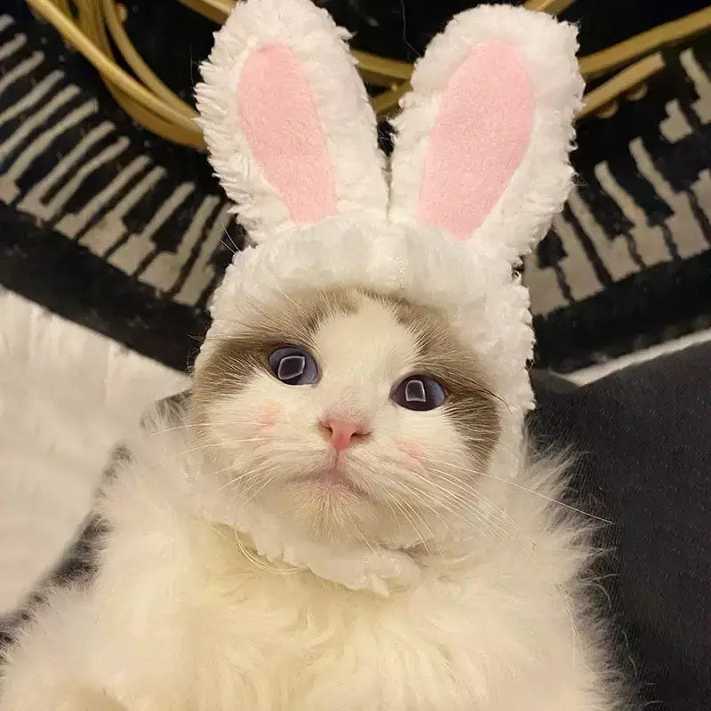Gato cosplay vestir-se chapéu para animais de estimação juba de leão para gato filhote de cachorro leão peruca traje festa decoração halloween natal gatospet suprimentos