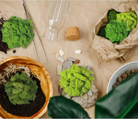 Novo 50/30/10g plantas verdes artificiais vida eterna musgo grama casa decoração do jardim mini paisagem flor falsa diy artesanato presentes