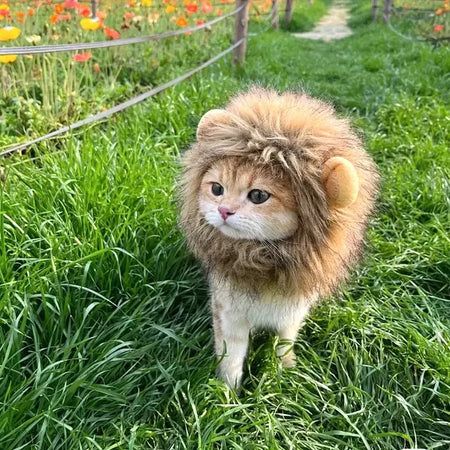 Gato cosplay vestir-se chapéu para animais de estimação juba de leão para gato filhote de cachorro leão peruca traje festa decoração halloween natal gatospet suprimentos