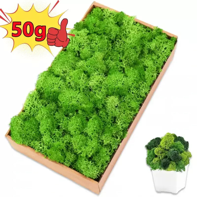 Novo 50/30/10g plantas verdes artificiais vida eterna musgo grama casa decoração do jardim mini paisagem flor falsa diy artesanato presentes
