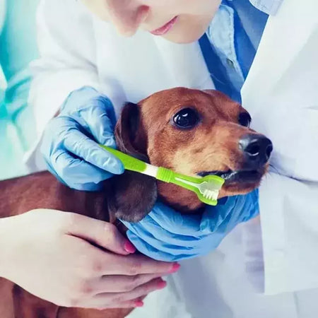 Escova de dentes de plástico para animais de estimação, 3 lados, remoção de tártaro, mau hálito, limpeza de boca, cuidados dentários para animais de estimação, boca de limpeza de gato