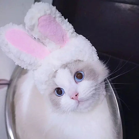 Gato cosplay vestir-se chapéu para animais de estimação juba de leão para gato filhote de cachorro leão peruca traje festa decoração halloween natal gatospet suprimentos