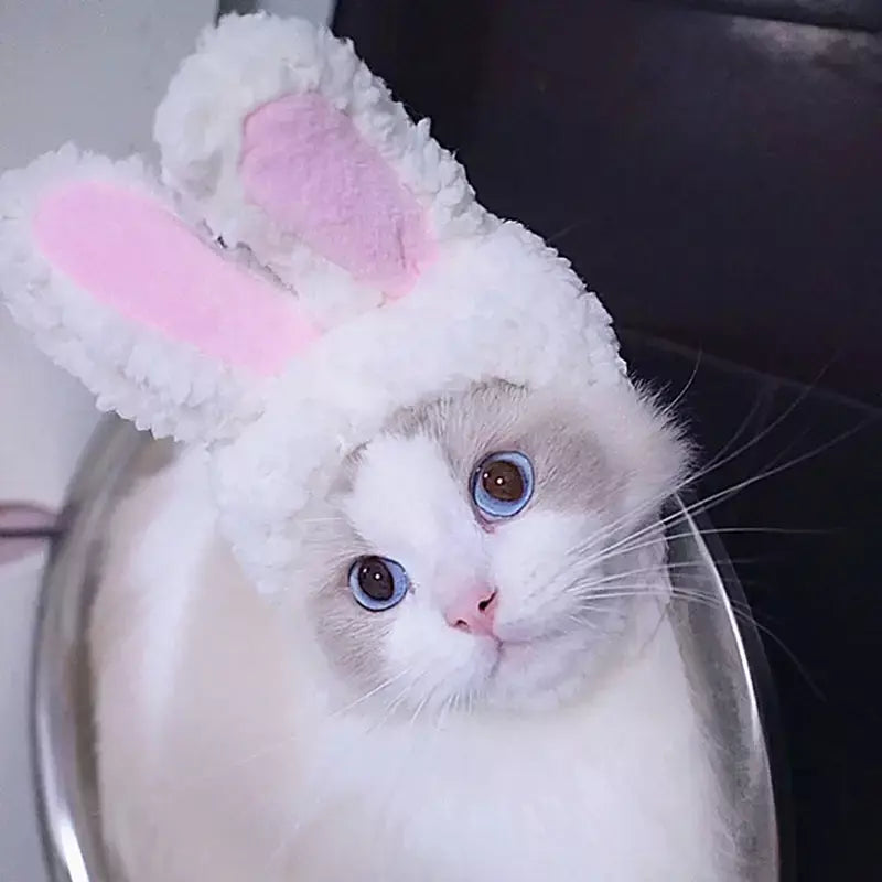Gato cosplay vestir-se chapéu para animais de estimação juba de leão para gato filhote de cachorro leão peruca traje festa decoração halloween natal gatospet suprimentos