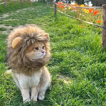 Gato cosplay vestir-se chapéu para animais de estimação juba de leão para gato filhote de cachorro leão peruca traje festa decoração halloween natal gatospet suprimentos
