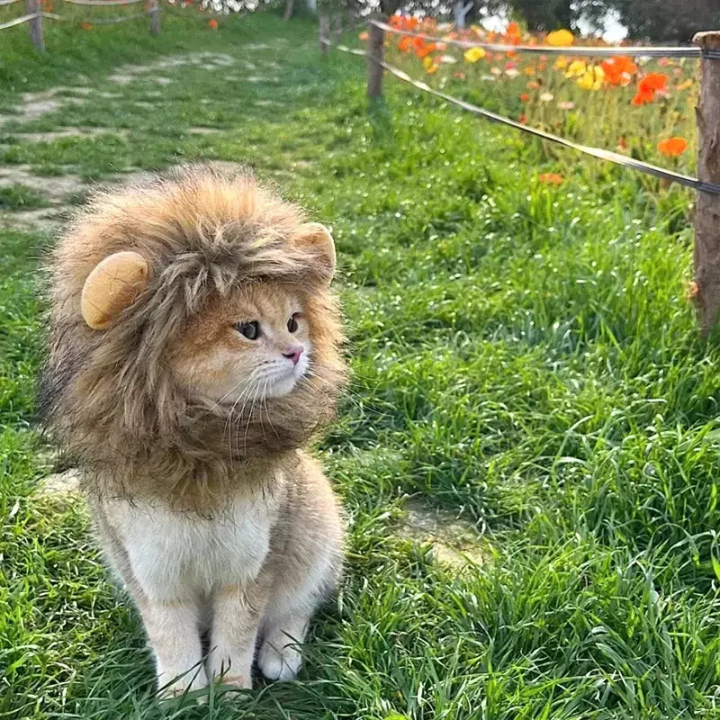 Gato cosplay vestir-se chapéu para animais de estimação juba de leão para gato filhote de cachorro leão peruca traje festa decoração halloween natal gatospet suprimentos