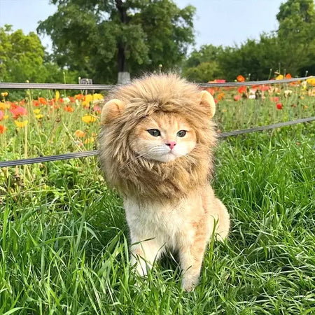 Gato cosplay vestir-se chapéu para animais de estimação juba de leão para gato filhote de cachorro leão peruca traje festa decoração halloween natal gatospet suprimentos