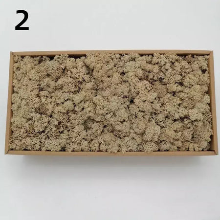 Novo 50/30/10g plantas verdes artificiais vida eterna musgo grama casa decoração do jardim mini paisagem flor falsa diy artesanato presentes