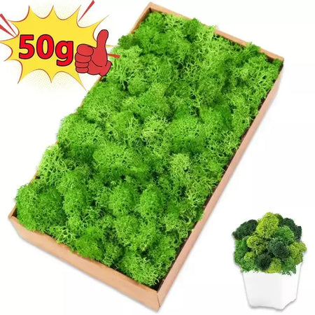Novo 50/30/10g plantas verdes artificiais vida eterna musgo grama casa decoração do jardim mini paisagem flor falsa diy artesanato presentes