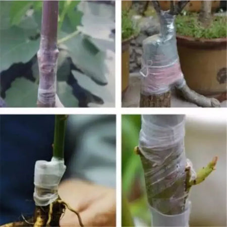 200m barreira de jardim berçário fita extensível enxertia filme enxerto budding barreira floristry podador árvore frutífera berçário reparação filme