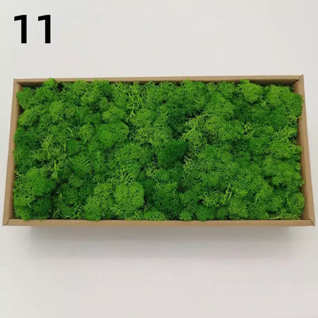 Novo 50/30/10g plantas verdes artificiais vida eterna musgo grama casa decoração do jardim mini paisagem flor falsa diy artesanato presentes