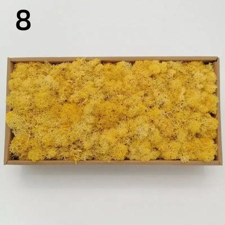 Novo 50/30/10g plantas verdes artificiais vida eterna musgo grama casa decoração do jardim mini paisagem flor falsa diy artesanato presentes