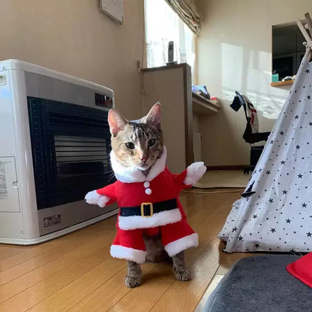 Gato natal cosplay terno animais de estimação roupas para cães pequenos animal de estimação engraçado papai noel vestir-se traje bonito gatinho ano novo maine vestuário