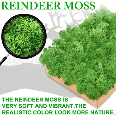 Novo 50/30/10g plantas verdes artificiais vida eterna musgo grama casa decoração do jardim mini paisagem flor falsa diy artesanato presentes