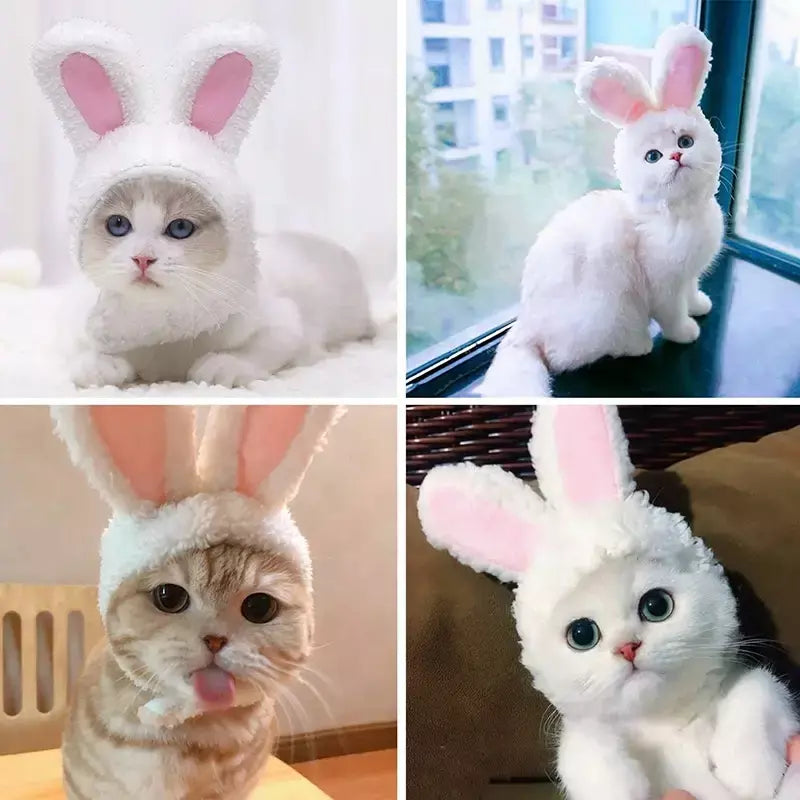 Gato cosplay vestir-se chapéu para animais de estimação juba de leão para gato filhote de cachorro leão peruca traje festa decoração halloween natal gatospet suprimentos